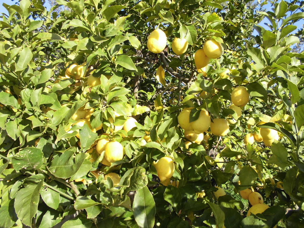 Agroturismo Na Set Centes - Adults Only Arta Bagian luar foto