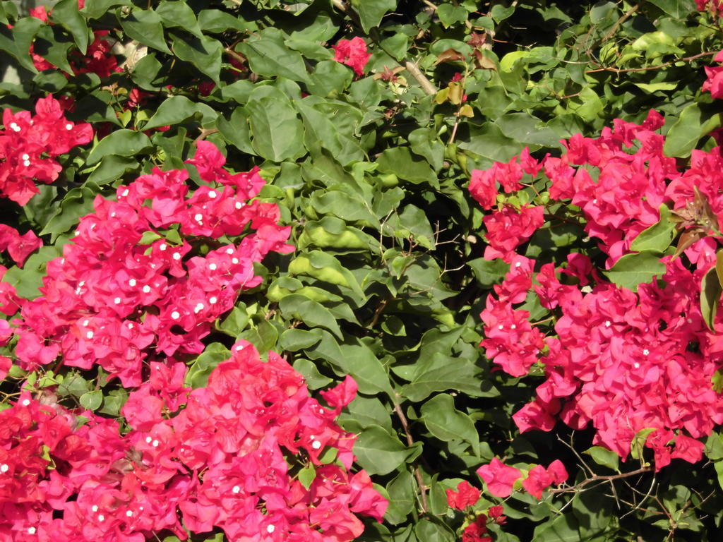 Agroturismo Na Set Centes - Adults Only Arta Bagian luar foto
